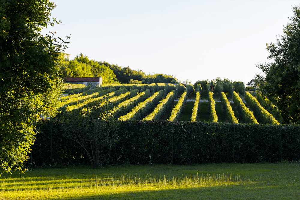 Vigna di Nebbiolo della Cantina Pietro Cassina a Lessona in Alto Piemonte